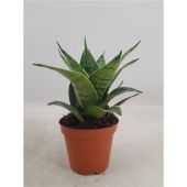 Сансевиерия Ханни Сильвер Ханни d9 см h16 см