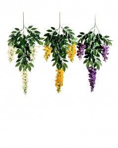 Ветка вистерии цветущей