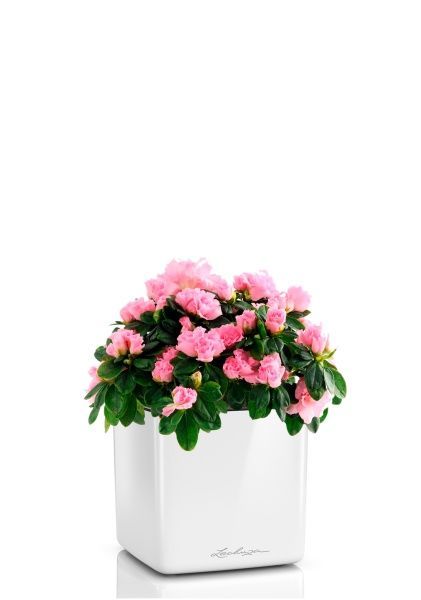 Азалия Фландрес розовая 14/30 см в CUBE GLOSSY 16 Азалия Фландрес розовая 14/30 см в CUBE GLOSSY 16