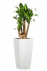 Драцена душистая Массанжеана в CUBICO 30