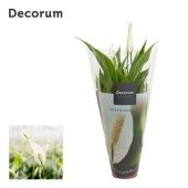 Спатифиллум Torelli 3+ цветов d12 см h40 см тип 2