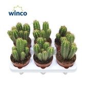 Неокарденасия Герцогиана d12 см h20 см