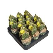 Опунция Microdasys Albata d6.5 см h8 см