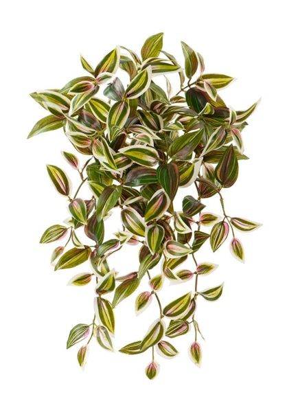 Традесканция зелено-бело-розовая ампельная, 70 см