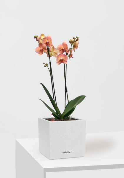 Орхидея Фаленопсис оранжевая 12/60 см в CANTO STONE 14