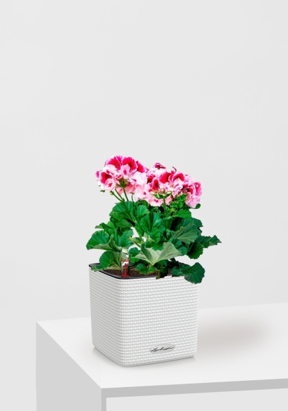 Пеларгония Грандифлора 12/25 см в CUBE COLOR 14