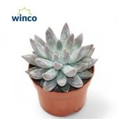 Эхеверия Tolimanensis d10.5 см h15 см Эхеверия Tolimanensis d10.5 см h15 см