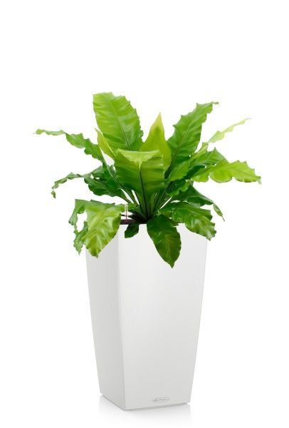 Асплениум Нидус в CUBICO COLOR 22