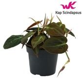 Филодендрон Micans d12 см h15 см Филодендрон Micans d12 см h15 см