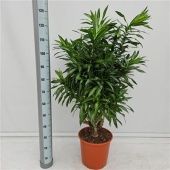 Драцена Песнь Ямайке бранч d32 см h120 см