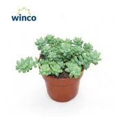 Седум Буритто d8.5 см h12.5 см Седум Буритто d8.5 см h12.5 см