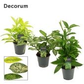 Драцена Суркулоза микс d12 см h35 см