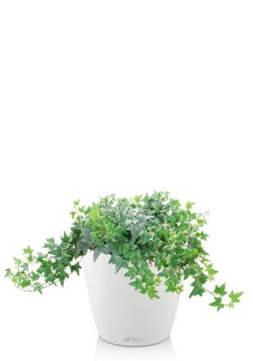 Плющ Хедера в CLASSICO COLOR 21, белый