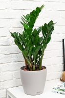 Замиокулькас 21/90 в CLASSICO LS 28 Замиокулькас 21/90 в CLASSICO LS 28