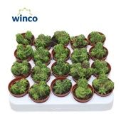 Эхиноцереус Vierecki Moricalli d5.5 см h10 см Эхиноцереус Vierecki Moricalli d5.5 см h10 см