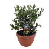 Олива европейская d21 см h40 см