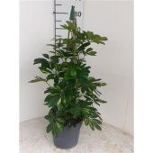 Шеффлера Голд Капелла d21 см h80 см