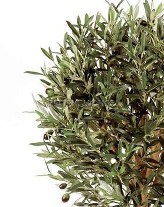 Олива Шар на штамбе с плодами