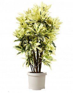 Кротон (Кодиеум) Тамара 30/130 см