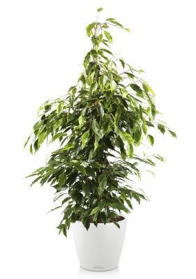 Фикус Бенджамина Анастасия в CLASSICO COLOR 35, белый Фикус Бенджамина Анастасия в CLASSICO COLOR 35, белый