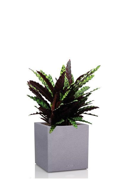 Калатея Лансифолия 30/80 см в CANTO STONE LOW 40