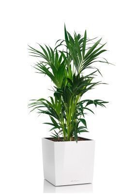 Ховея Кентия 27/120 см в CUBE 40, белый блестящий 