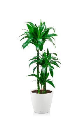 Драцена Джанет Крейг 3 ствола в CLASSICO COLOR 28, белый Драцена Джанет Крейг 3 ствола в CLASSICO COLOR 28, белый