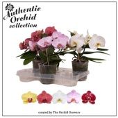 Фаленопсис 2 ствола Muse Mix Authentic 16+ (orchid Growers) d12 см h35 см Фаленопсис 2 ствола Muse Mix Authentic 16+ (orchid Growers) d12 см h35 см