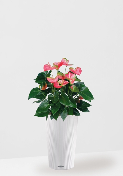 Антуриум Свитхард Пинк 17/60 см в CILINDRO 23 Антуриум Свитхард Пинк 17/60 см в CILINDRO 23