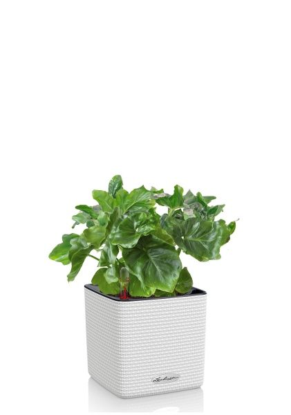 Филодендрон Атом в CUBE COLOR 14