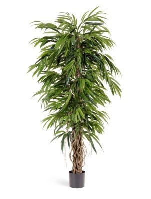 Лонгифолия лиана де люкс