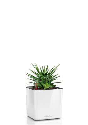 Хавортия микс 10 см в CUBE GLOSSY 14, белый блестящий