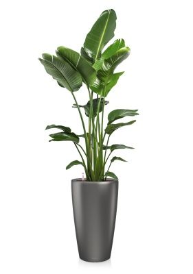 Стрелиция Николай 27/170 см в RONDO 40, антрацитовый металлик