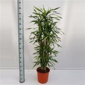 Драцена Рики бранч разветвленная d32 см h180 см