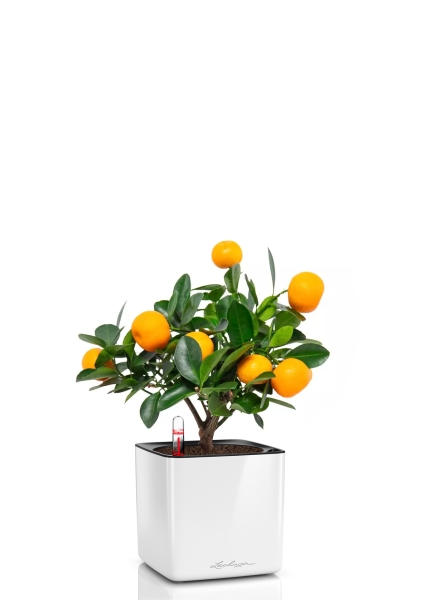 Цитрус Каламондин 12/30 см в CUBE GLOSSY 14 Цитрус Каламондин 12/30 см в CUBE GLOSSY 14