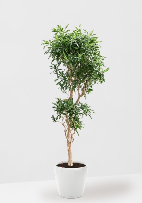 Драцена Песнь Ямайке бранч 45/180 см в CLASSICO LS 50