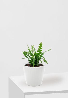 Эпифиллум Угловатый 17/35 см в CLASSICO LS 21, белый блестящий Эпифиллум Угловатый 17/35 см в CLASSICO LS 21, белый блестящий