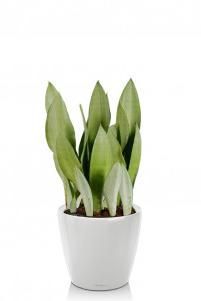 Сансевиерия Муншайн в CLASSICO LS 21 Сансевиерия Муншайн в CLASSICO LS 21