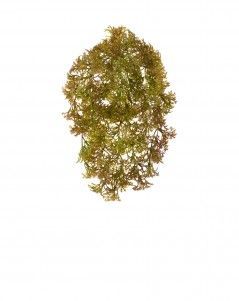 Ватер-грасс (Рясковый мох) куст светло-коричневый