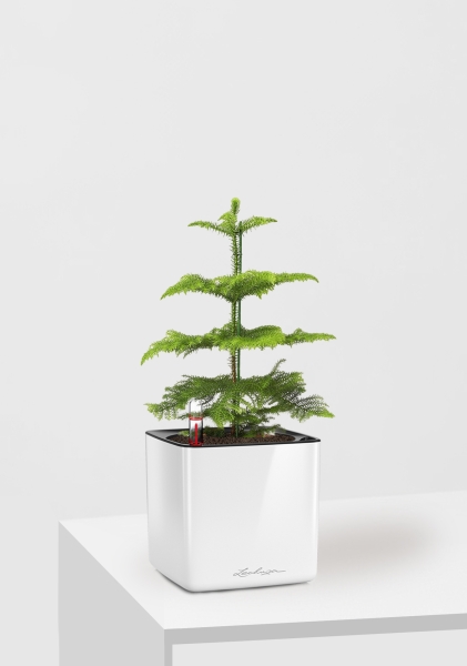 Араукария 1 ствол 10/30 см в CUBE GLOSSY 14