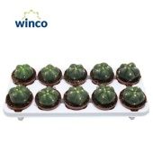 Гимнокалициум Horstii d10.5 см h15 см