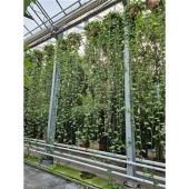 Эпипремнум Сциндарсус Ауреум d40 см h400 см