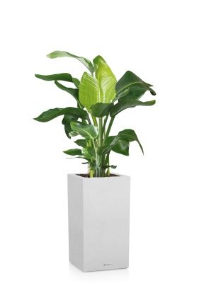 Стрелиция Николай 27/140 см в CANTO STONE HIGH 40, песочный белый