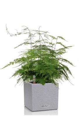 Аспарагус в CANTO STONE 14, серый камень 