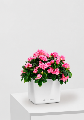 Азалия Фландрес розовая 14/30 см в CUBE GLOSSY 16, белый блестящий