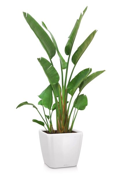 Стрелиция Николай 30/200 в QUADRO 43