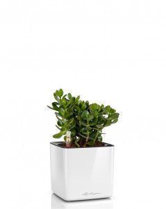 Крассула в CUBE GLOSSY 14, белый блестящий 