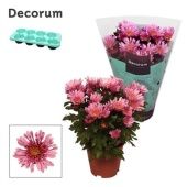Хризантема Анемона Розовый(decorum) d13 см h25 см