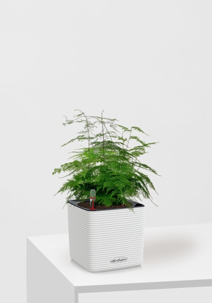 Аспарагус Плюмосус 12/30 см в CUBE Color 14