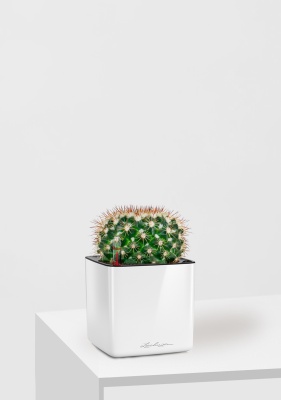 Кактус Маммиллярия Унцината 12/20 см в CUBE GLOSSY 14, белый блестящий